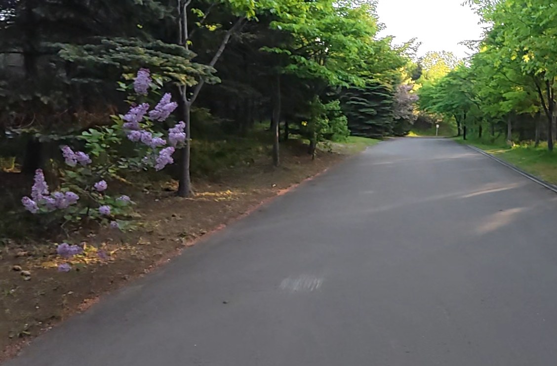 川下公園のランニングコース沿いに咲くライラック