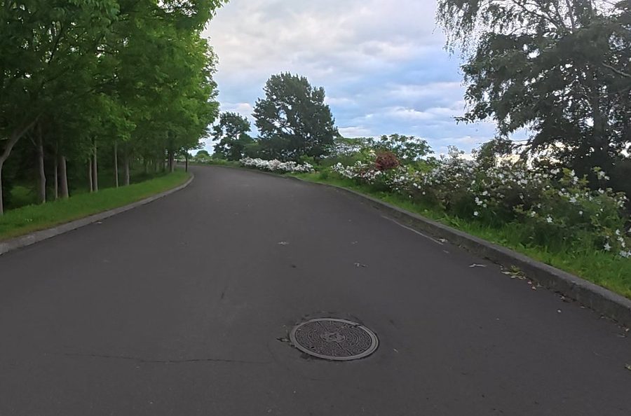 モエレ沼公園 コース沿いの花