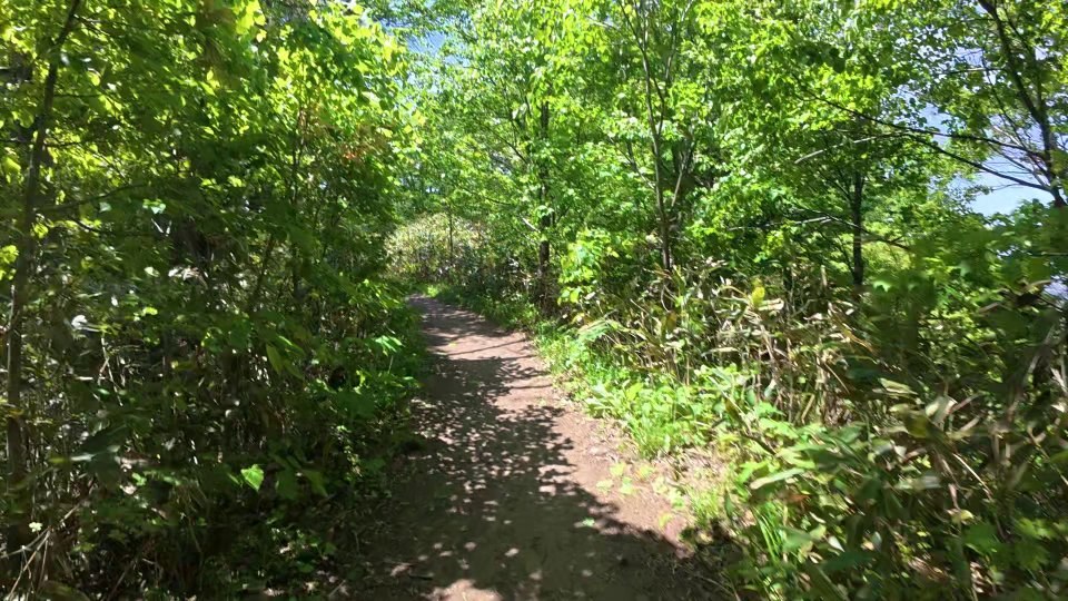 藻岩山の下り 緑のトンネル