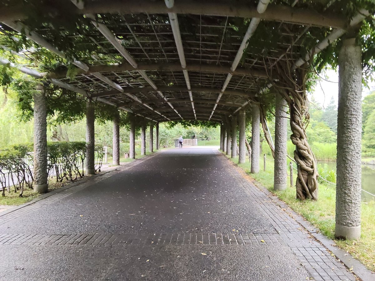 中島公園の藤棚のトンネル