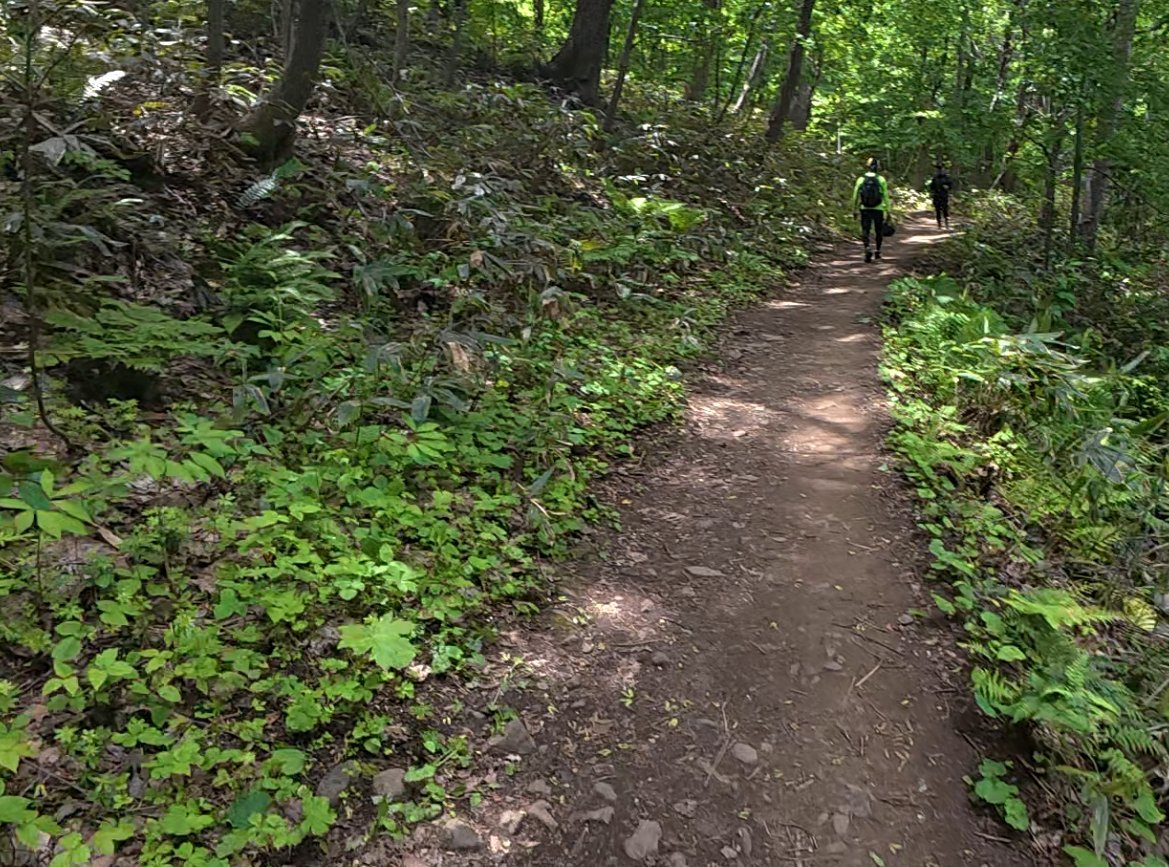 藻岩山の登山道。石まじりのトレイルが続く