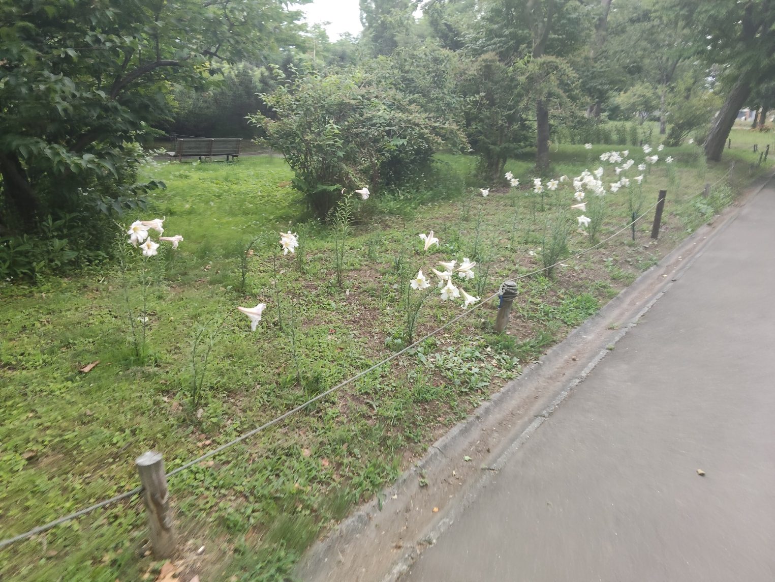 コース沿いに咲くユリの花