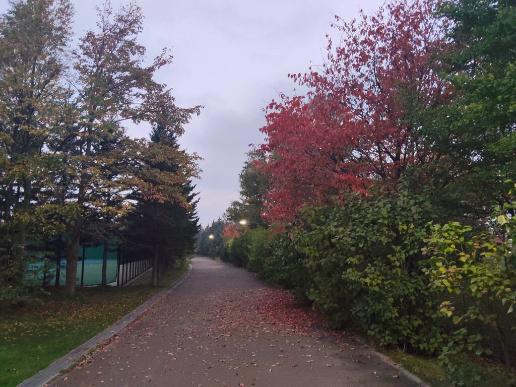 紅葉した木と落ち葉に覆われた川下公園のランニングコース