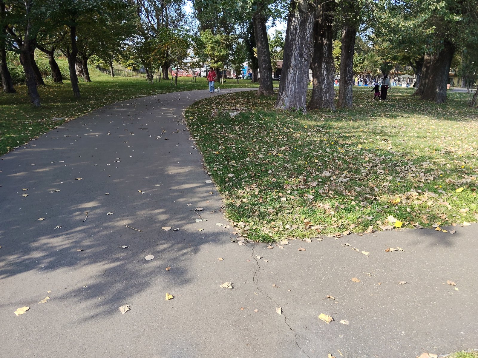 農試公園の舗装された周回路と木陰